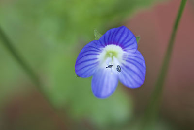 Close-up of purple flowering plant