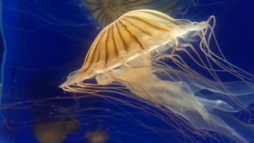 Jellyfish swimming in sea