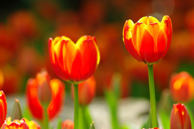Close-up of red tulips in field