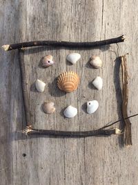 Directly above shot of seashells arranged on wood