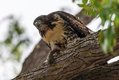 Close-up of bird perching on tree