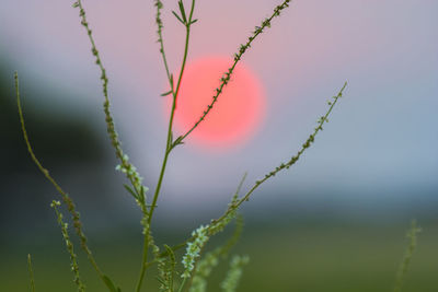 Close-up of plant against sky