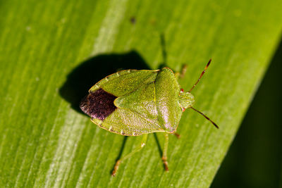 Close-up of shield bug on leaf