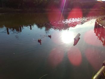 High angle view of birds swimming in lake