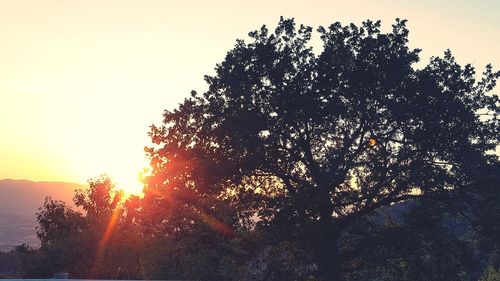 Low angle view of silhouette trees against sky during sunset