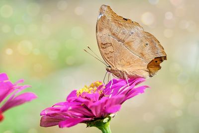 Close-up of butterfly pollinating on purple flower