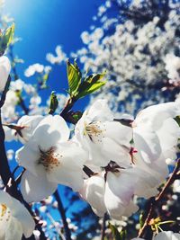 Close-up of cherry blossoms in spring