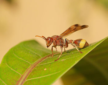Close-up of insect on plant