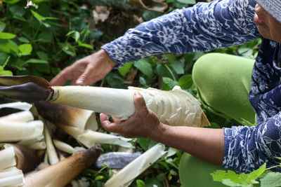 Close-up of hand holding leaf