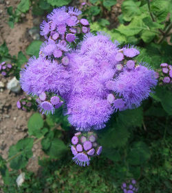 Close-up of purple flowering plants