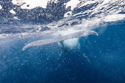 Close-up of jellyfish swimming in sea