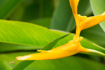 Close-up of yellow flowering plant