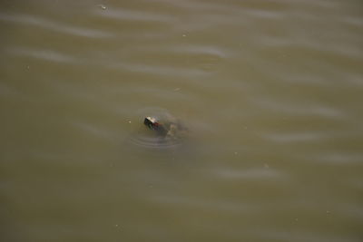 High angle view of duck swimming in lake