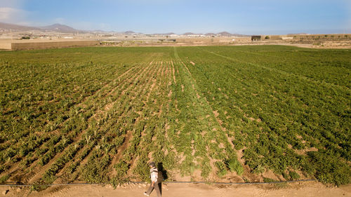 Woman walking on agricultural field against sky