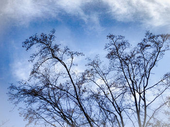 Low angle view of bare tree against sky