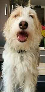 Close-up portrait of dog