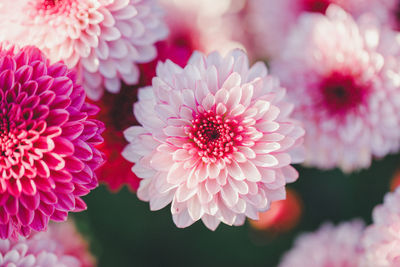 Close-up of pink dahlia