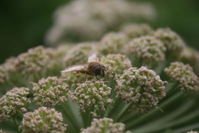 Close-up of bee on flower