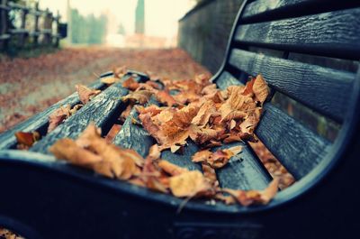 Close-up of leaves in autumn