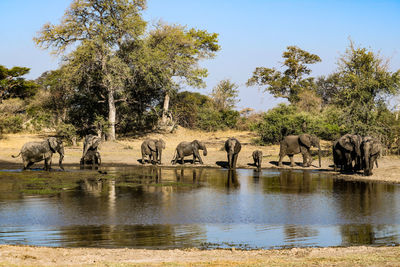 View of elephant drinking water from lake