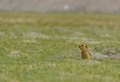 View of a marmot on field