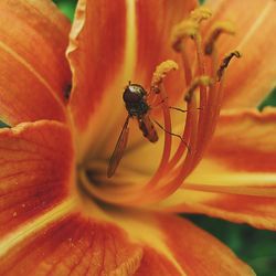 Close-up of orange flower