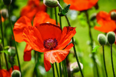 Close-up of red poppy flowers