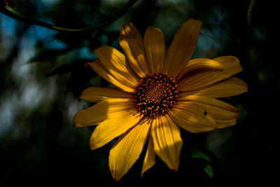 Close-up of yellow flower