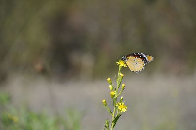 Close-up of butterfly perching on flower