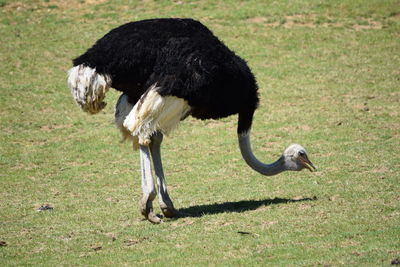 Close-up of ostrich on grass