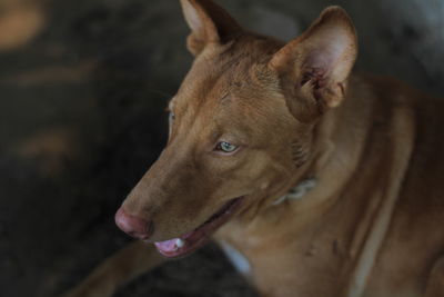 Close-up of dog looking away