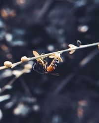 Close-up of insect on plant