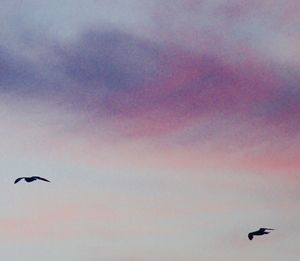 Low angle view of bird flying in sky