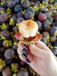 Close-up of hand holding apple