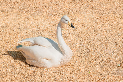 Close-up of swan on field