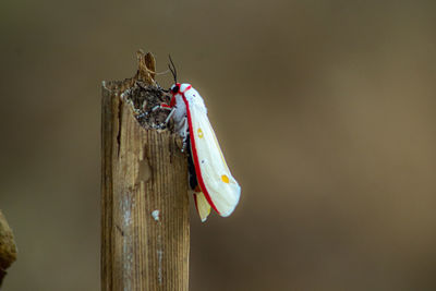 Close-up of butterfly perching on wooden post