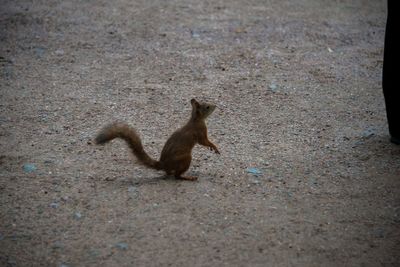 High angle view of squirrel running on field