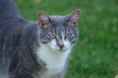 Close-up portrait of cat against blurred background