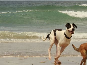 Dog on beach