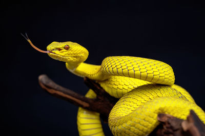 Close-up of snake against black background