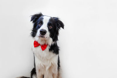 Funny portrait puppy dog border collie in bow tie as gentleman or groom isolated on white background