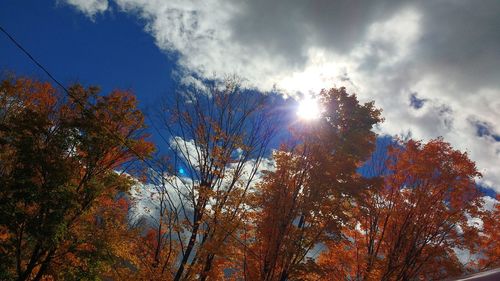 Low angle view of trees against sky