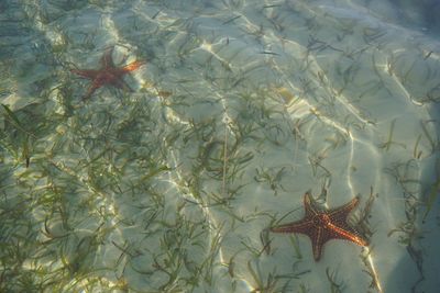 High angle view of starfish in sea