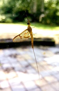 Close-up of insect