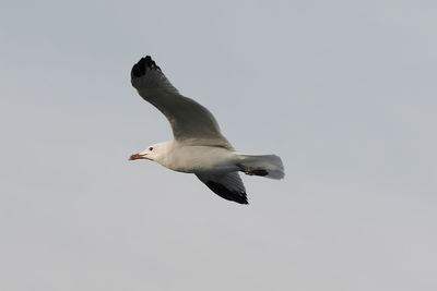 Low angle view of seagull flying