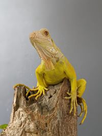 Close-up of a lizard on a tree