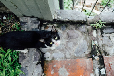 Cat looking up