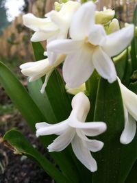 Close-up of flowers blooming outdoors