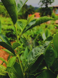 Close-up of butterfly on leaf