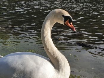 Swan floating on lake